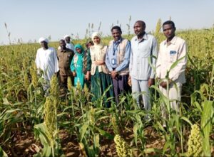 Sorghum and Millet Group farming in Umtajok